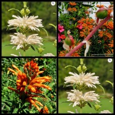 Lions Tail Mixed Pack x 4 Plants 2 Types Wild Dagga Orange White Flowering Hardy Garden Shrubs Fast African Paw Ear Flowers Leonotis leonurus